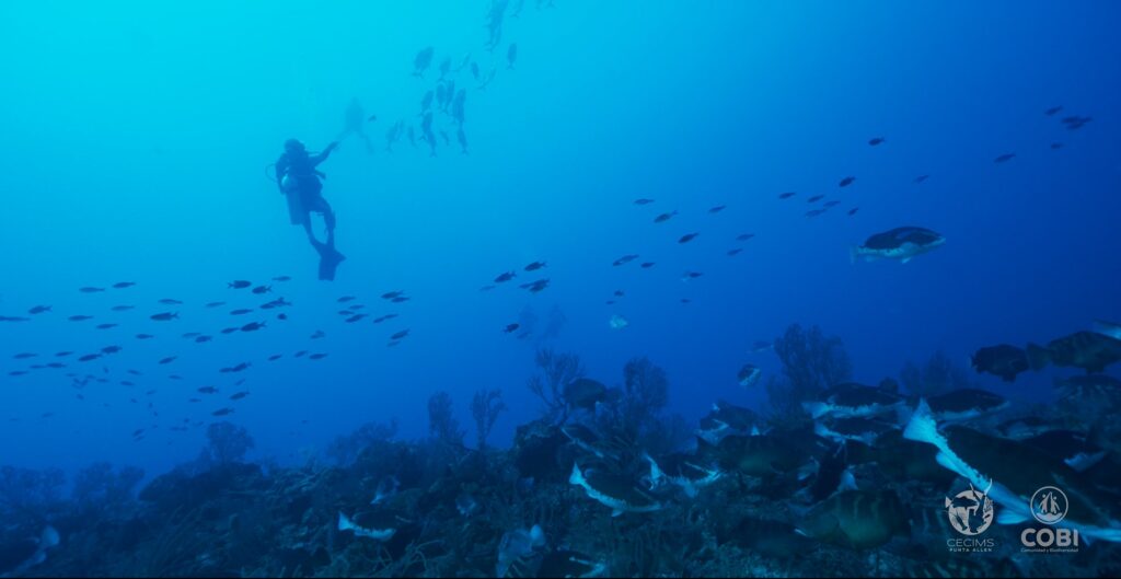 El rugido del mar: bioacústica comunitaria para entender cómo el cambio climático afecta al mero del Caribe en México credito cristina limonta