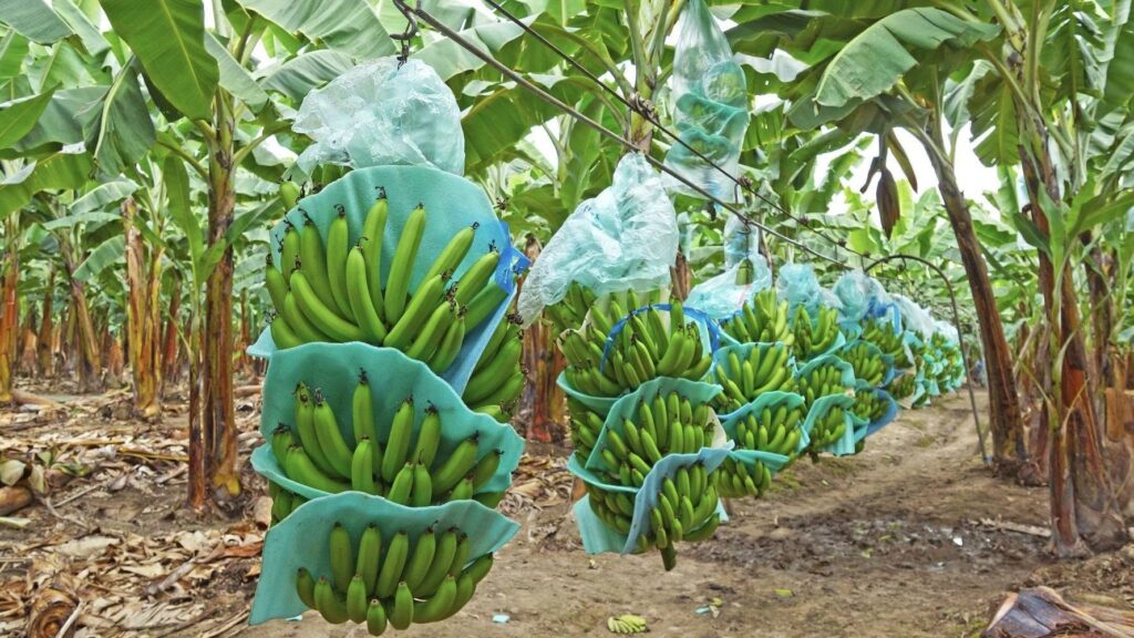 banano de el oro